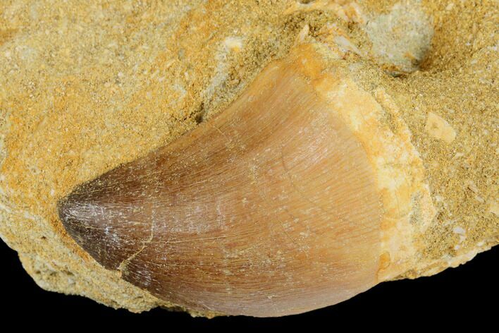 Mosasaur (Prognathodon) Tooth In Rock - Morocco #179282